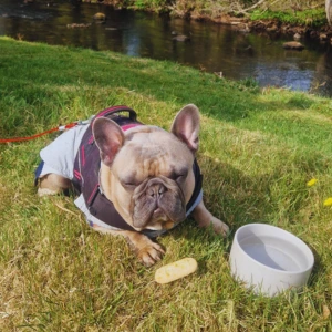 Dog Friendly Pub - Lake District Campsite