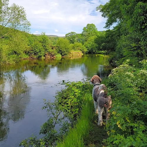 Dog Friendly Facilities- The Old Post Office Campsite in Lake District